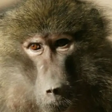 Profile image of 관순이