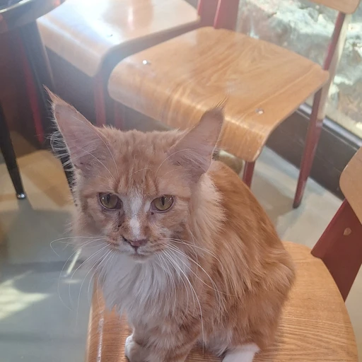 라임