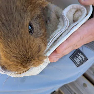 Profile image of しずく