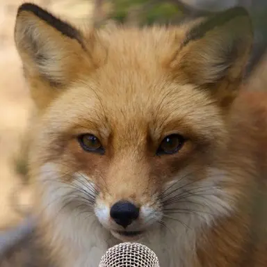 Profile image of 여우치