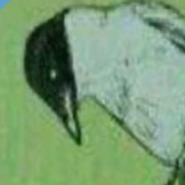 물까치