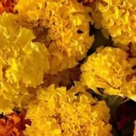 Profile image of 김일영