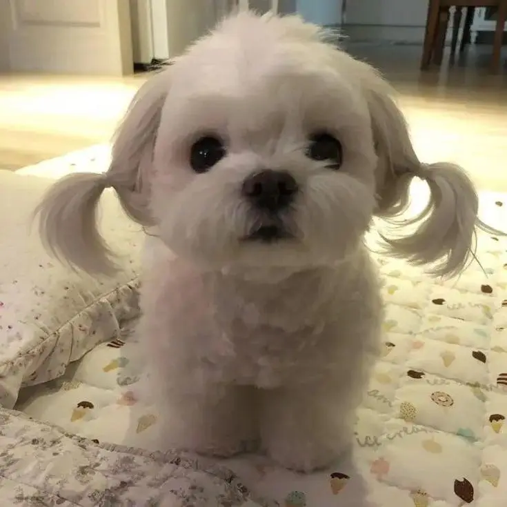 GentleEggs0454의 우리 집 강아지
