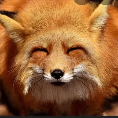 Profile image of 여우