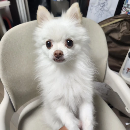 구르미