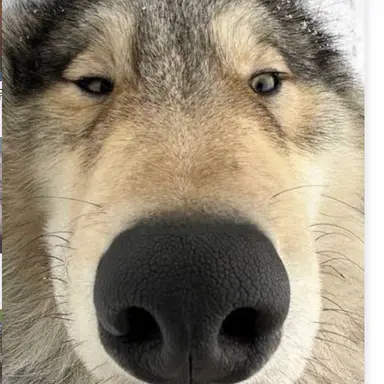 Profile image of 늑대
