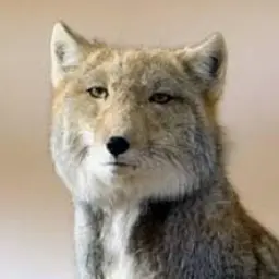 Profile image of 늑대
