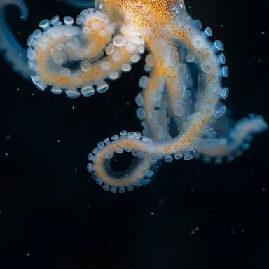 Profile image of 오토