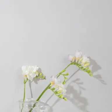 Profile image of 한ㅅㅈ