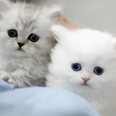 Profile image of 버려진 아기고양이들