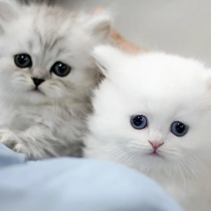 StumpyPrint4383의 버려진 두 아기고양이