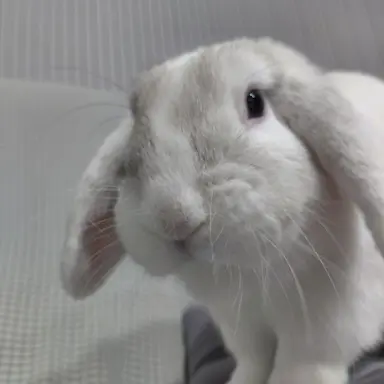 Profile image of 살인마