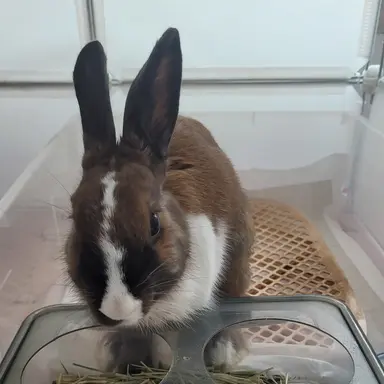 Profile image of 댄디의 세계 얀데레