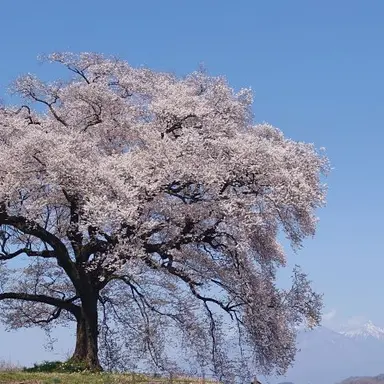 Profile image of 審神者