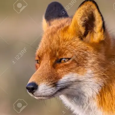 Profile image of 여우