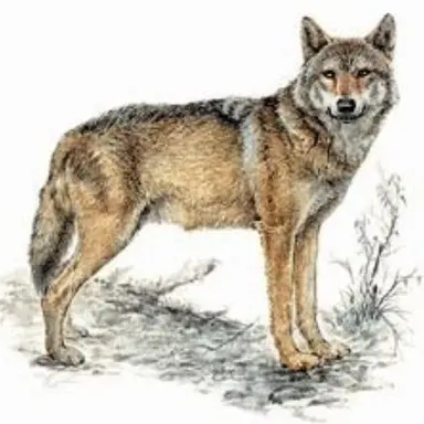 Profile image of 늑대