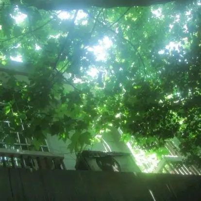 RaspyFocus8035의 카마도 탄지로