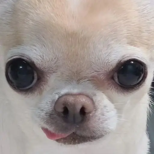 moojorim222의 치아인