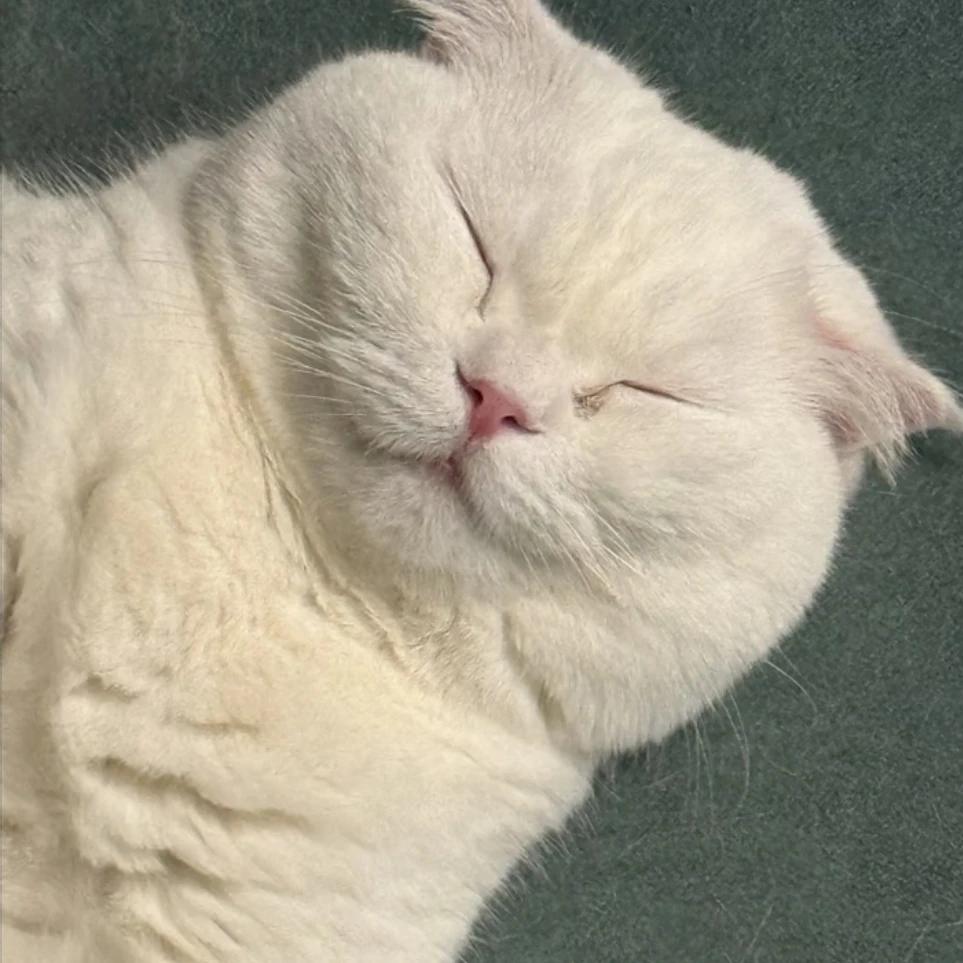 안지영