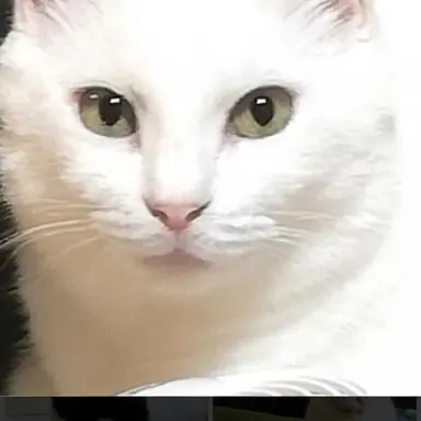 Profile image of ろね