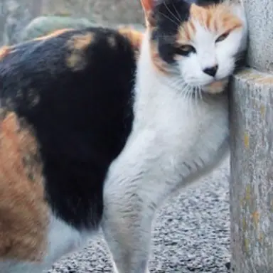 Profile image of みか