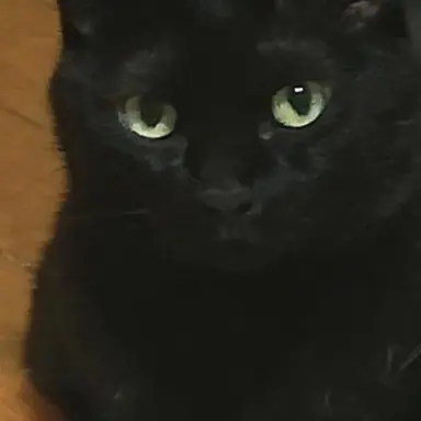 Profile image of りく