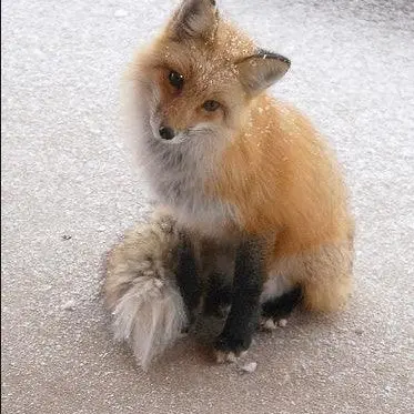 Profile image of 여우