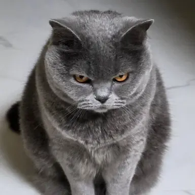 Profile image of 일본