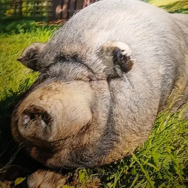 Profile image of 티밍러