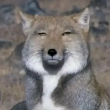 Profile image of 여우