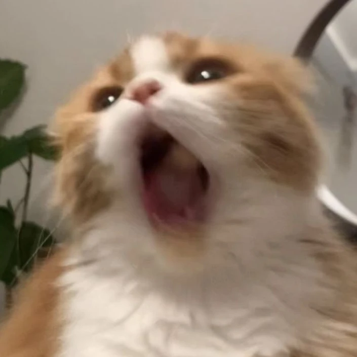 마키