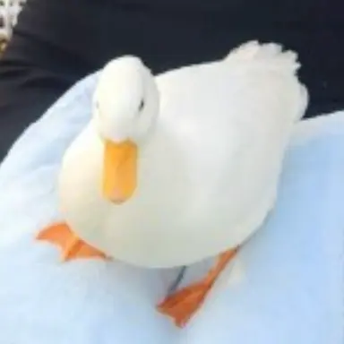Profile image of Duck