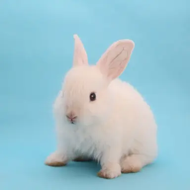 Profile image of Rabbit