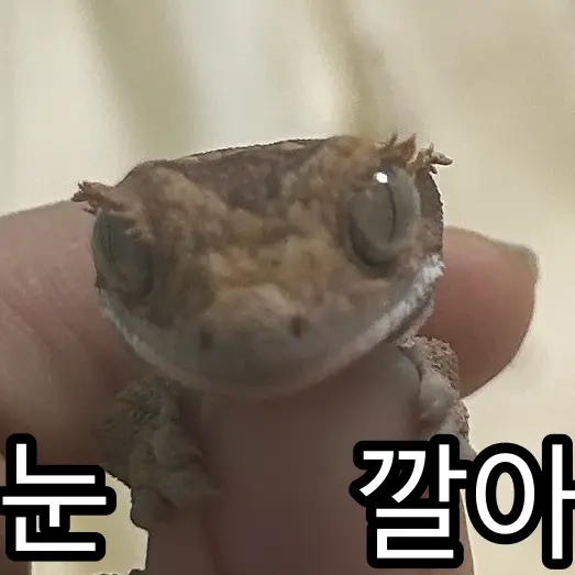 GroggyNoise4261의 주인장