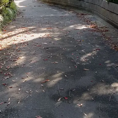 Profile image of 本田菊