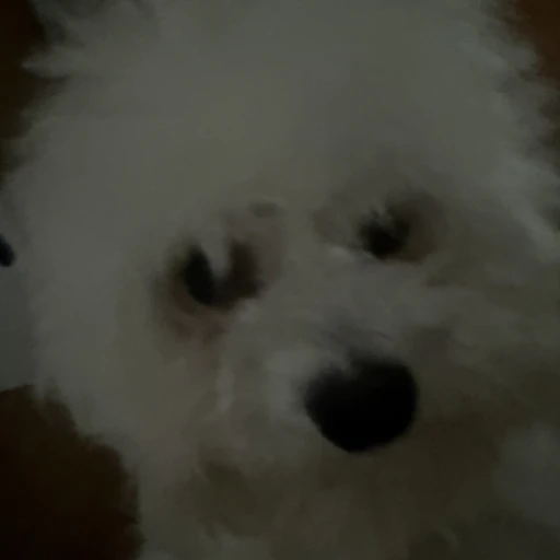 송이