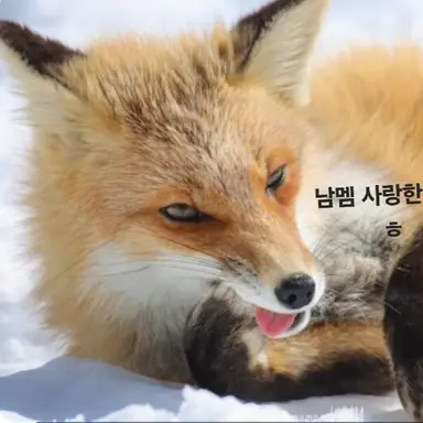 Profile image of 여우