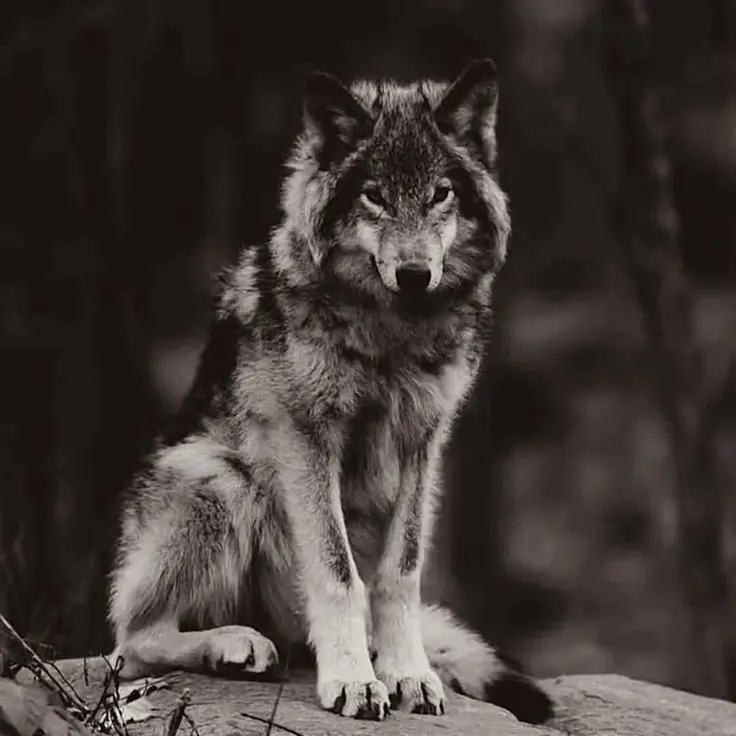 BitingBurp7769의 You Encounter A Wolf Pack