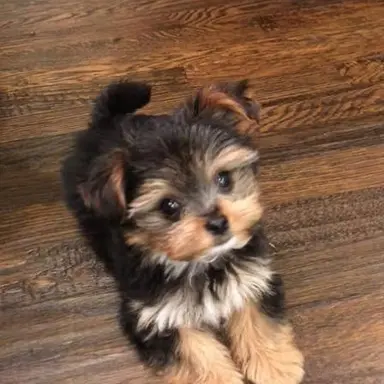 Profile image of Beau