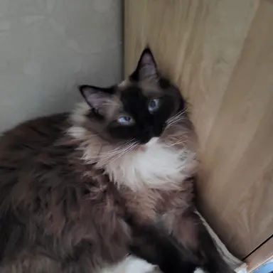 Profile image of 김각별