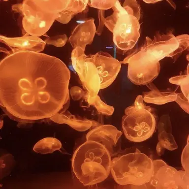 Profile image of 코마