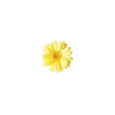 Profile image of 吉田