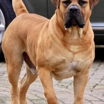 ShinyThrow1106의 African Boerboel