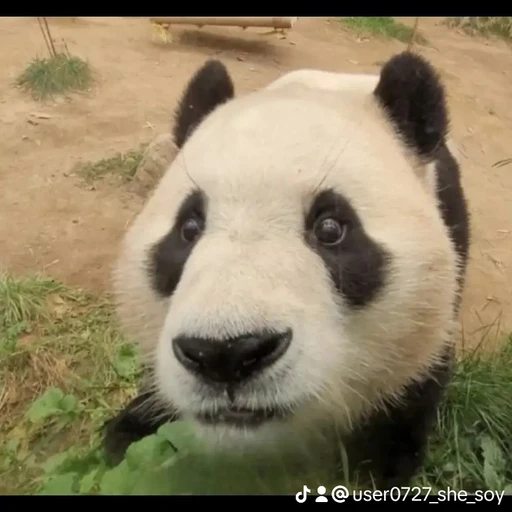 이지유짱