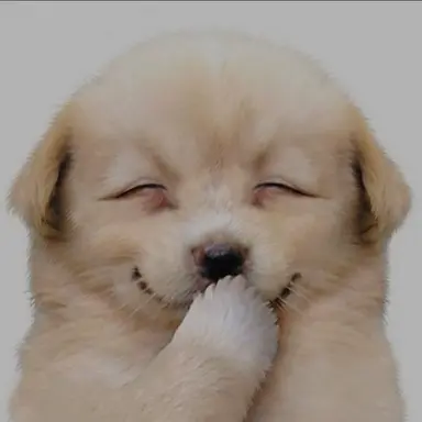 Profile image of 동영배