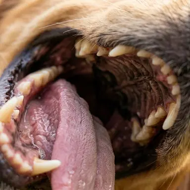 Profile image of Golden