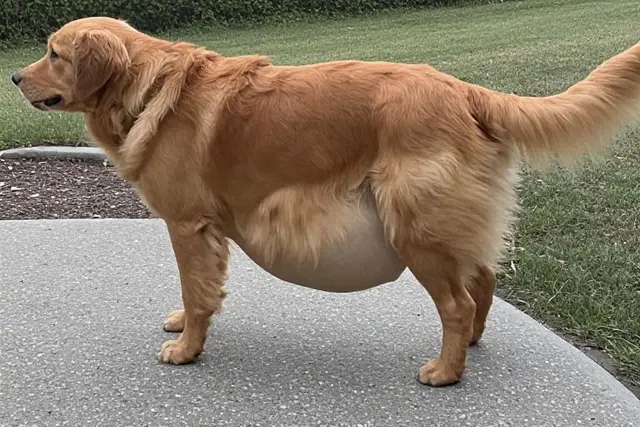 Profile image of Golden