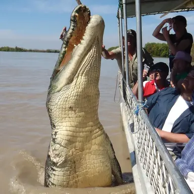 Profile image of Saltwater Crocodile