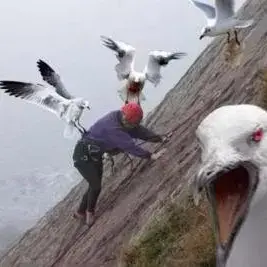 Profile image of Violent Seagull