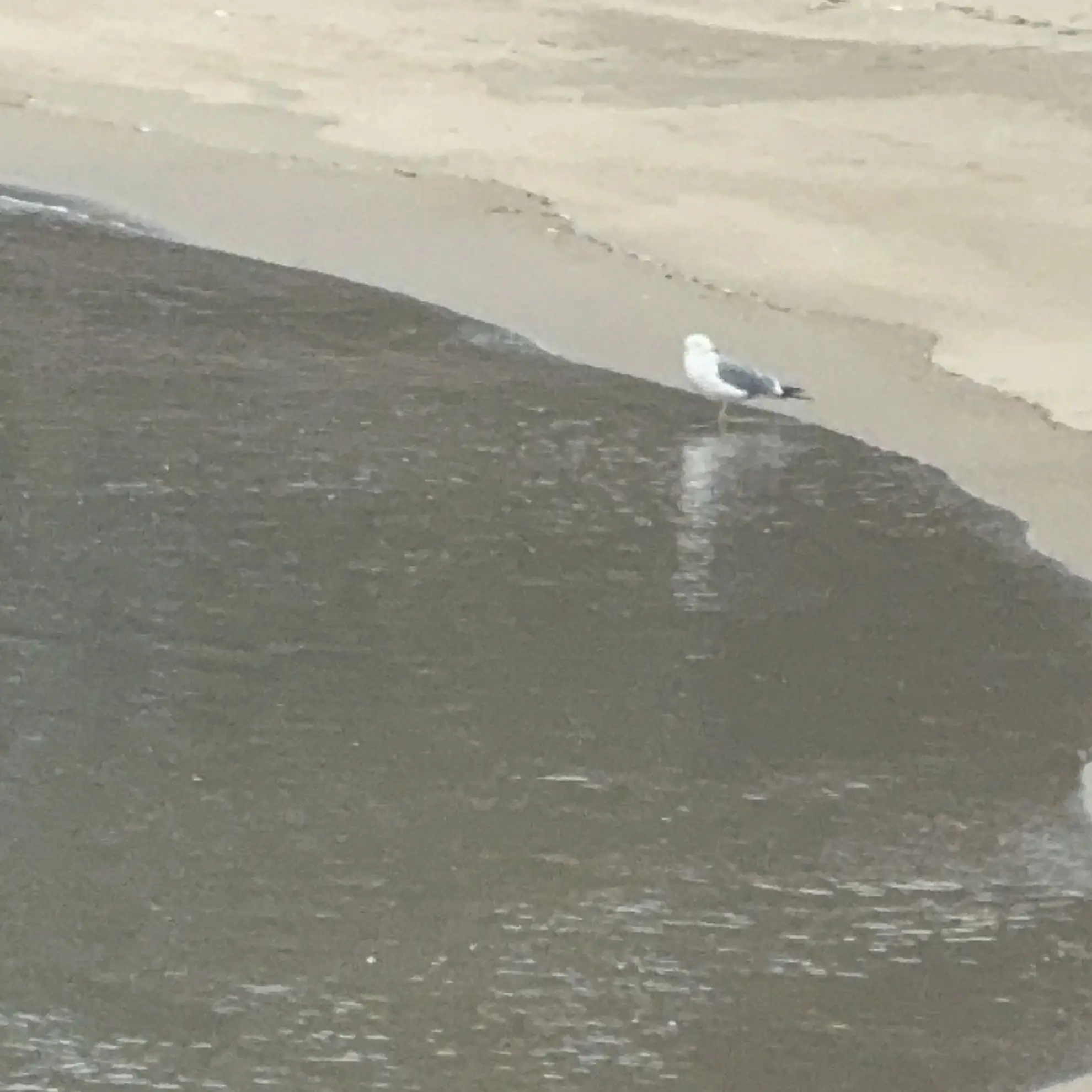 Koarapakoara의 ニューヨークで路上ライブ